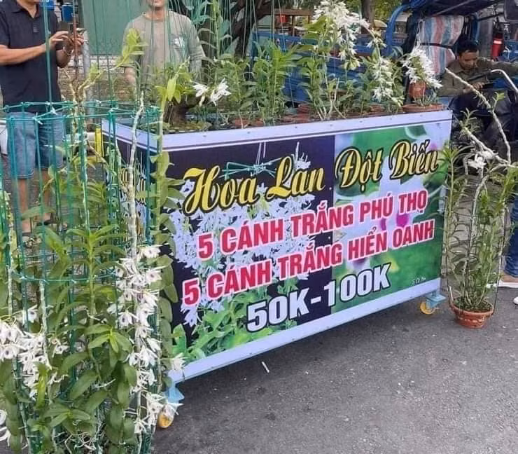 Thậm chí, có nhà vườn còn bán theo combo để bánh cho nhanh. Ảnh: Facebook