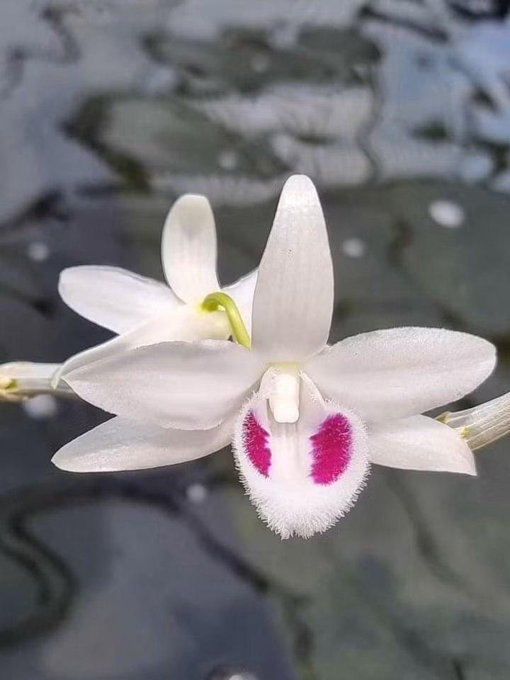 Giờ đây, nhiều người chẳng ngờ chưa kịp bán lấy lời thì cơn sốt lan đột biến đã chóng vánh trôi qua. Ảnh: Facebook