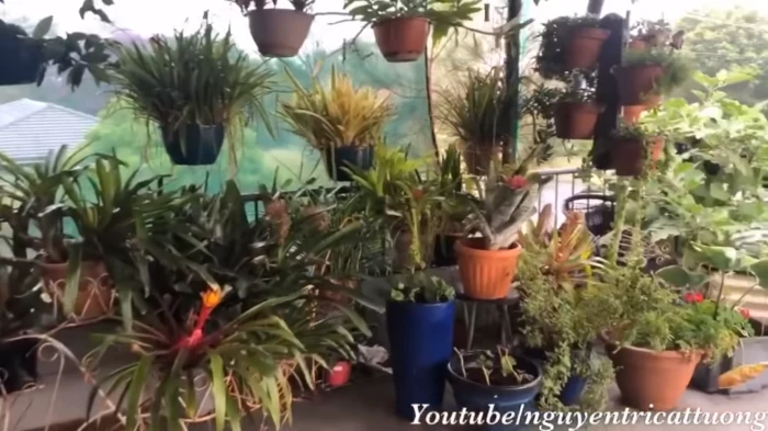 Khu vườn xanh mướt với đủ các loại hoa. Ảnh chụp màn hình