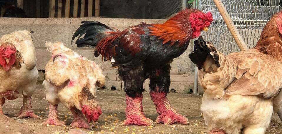 Nếu là hàng đẹp, cặp chân màu sáng, chắc thì giá bán lên tới cả chục triệu đồng. Ảnh: Facebook