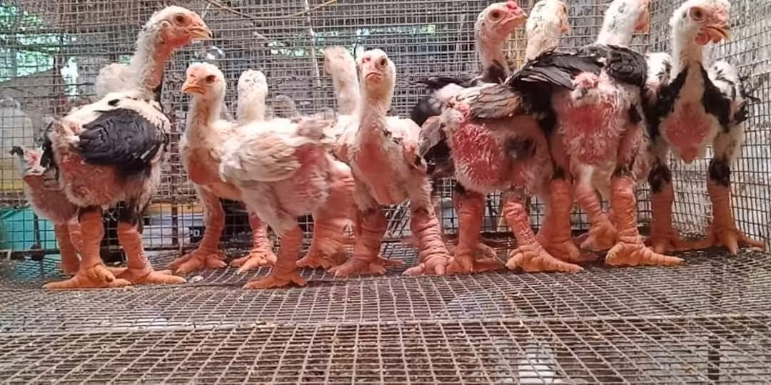 Thời xưa, nếu không phải là bậc vua chúa thì cũng chỉ có nhà giàu nhất nhì kinh đô mới có được cơ hội thưởng thức gà Đông Tảo. Ảnh: Facebook