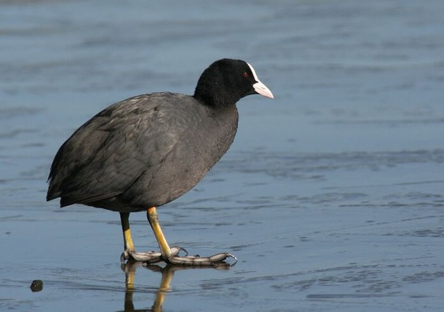 Sâm cầm là loại chim di cư từ phương Bắc, đổ về nước ta sống thành đàn. Trong dân gian, sâm cầm là loài chim hiếm bổ dưỡng, có đặc tính chữa bệnh. Vì thế, sâm cầm chỉ dành cho những bậc vua chúa, vương giả để thưởng thức. Ảnh: Internet