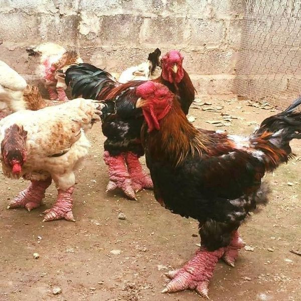 Ngày nay, gà Đông Tảo vẫn có mức giá cao ngất ngưởng, 450.000 - 600.000 đồng/kg. Mỗi con gà bình thường có trọng lượng 3,5 – 5kg. Ảnh: Facebook