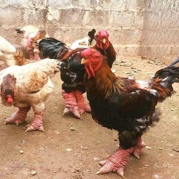 Ngày nay, gà Đông Tảo vẫn có mức giá cao ngất ngưởng, 450.000 - 600.000 đồng/kg. Mỗi con gà bình thường có trọng lượng 3,5 – 5kg. Ảnh: Facebook