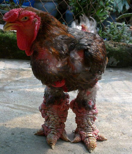 3 đặc sản tiến vua giá “chát” được đại gia Việt săn lùng 3 dac san tien vua gia “chat” duoc dai gia Viet san lung