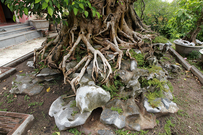 Được biết, riêng tiền ký đá, làm chậu, tạo tác cành, chủ nhân đã mất khoảng 100 triệu đồng. Ảnh: Dân Việt