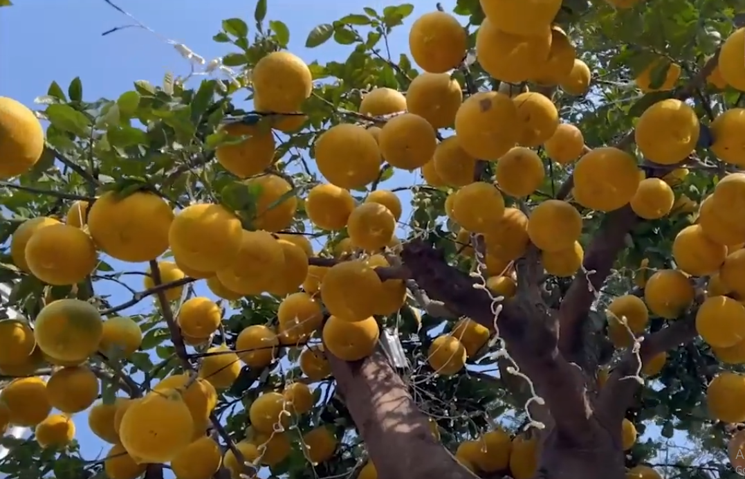 Để cho ra cây bưởi 400 quả như thế này, chủ vườn không chỉ tốn nhiều chi phí mà còn mất rất nhiều công sức. Ảnh: Dân trí