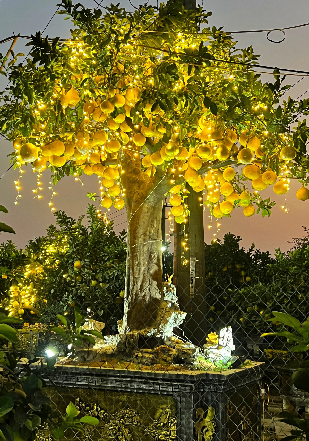  Cây bưởi gây ấn tượng mạnh với tán cây lớn, sum suê trái màu vàng rực cả một góc trời. Ảnh: Dân trí