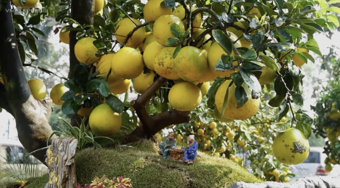 Sau quá trình tỉ mỉ chăm sóc, nghệ nhân đã cho ra đời một cây bưởi Diễn với số quả "khủng", ngụ ý con đàn cháu đống. Ảnh: Vnexpress