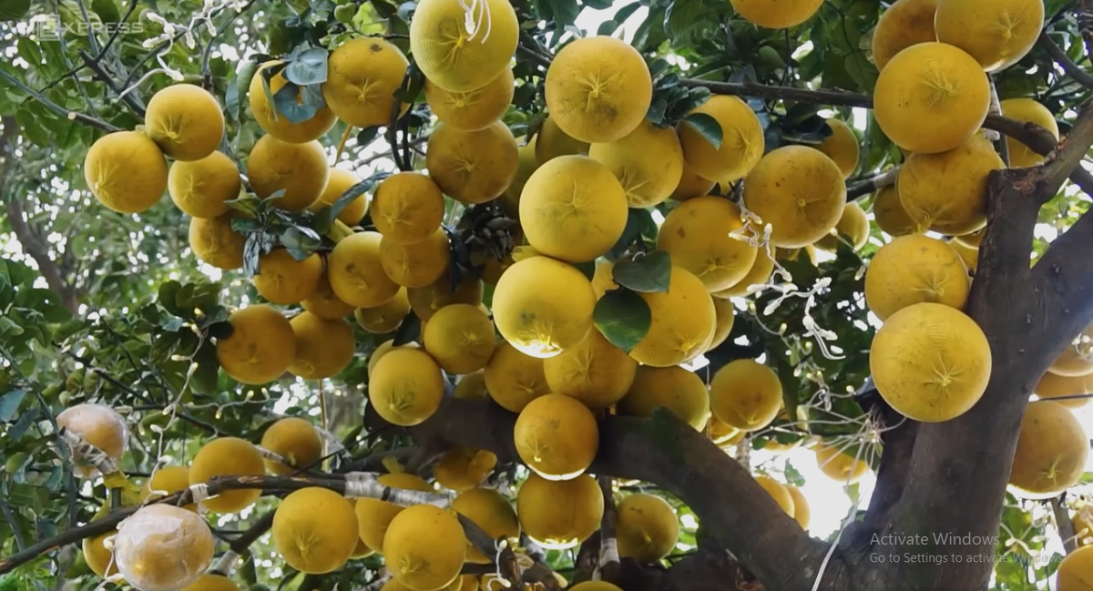 Quá trình chăm sóc cây vô cùng tỉ mỉ: phun thuốc đúng định kỳ, đúng thời điểm., nước cũng phải đủ... Ảnh: Vnexpress