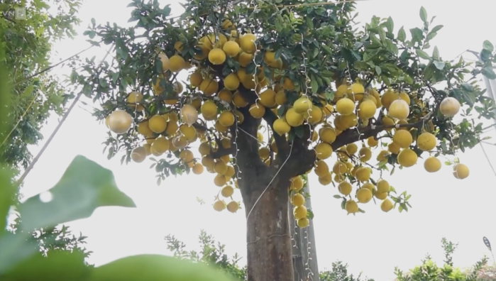 Cây bưởi Diễn dáng trực một thân, chiều cao tính cả chậu là 5m; tán rộng 3,5m. Ảnh: Vnexpress