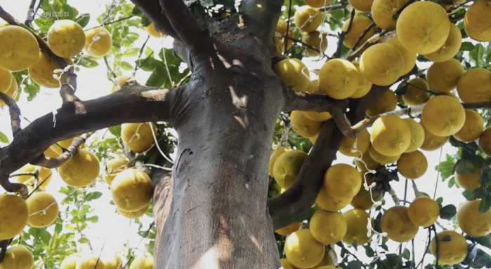 Chủ vườn cho biết đã ươm và ghép quả thành công cây bưởi này sau 3 năm. Ảnh: Vnexpress