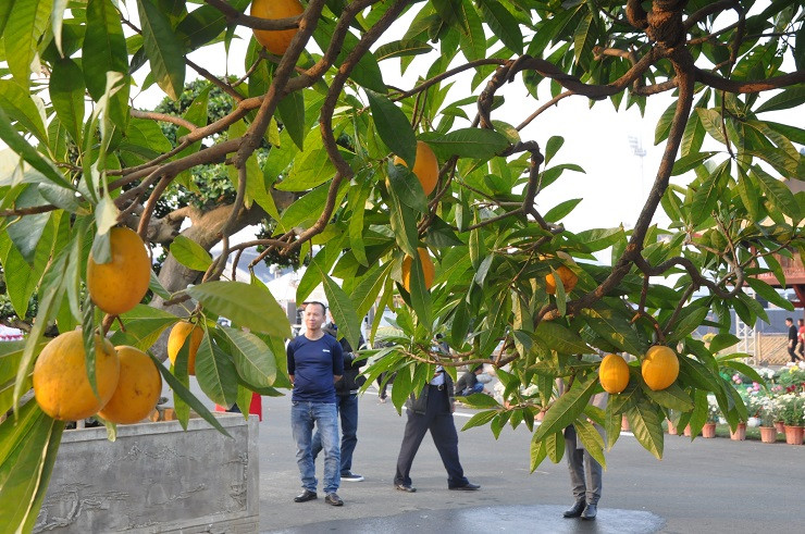 Ước chừng cây khoảng 55 - 60 năm, từ mặt bệ lên ngọn cây khoảng 2 mét. Ảnh: Người đưa tin