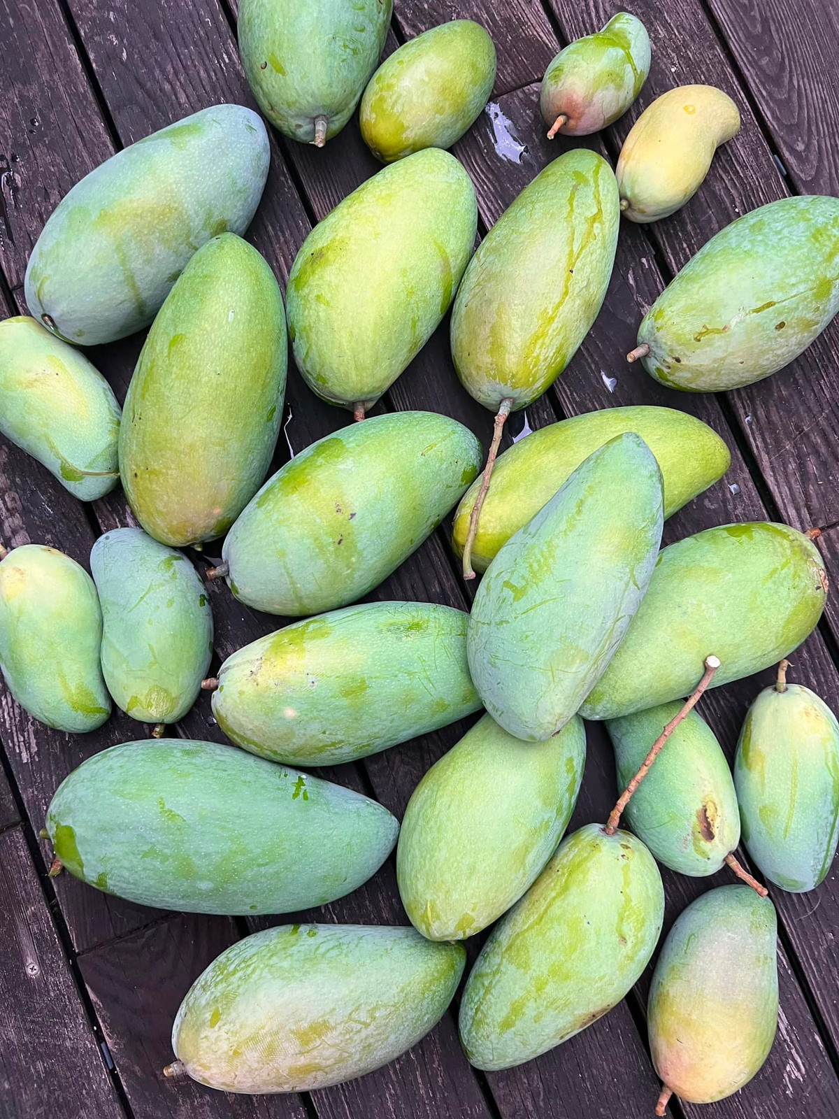 Hà Tăng thường xuyên khoe thành quả thu hoạch từ vườn nhà. Ảnh: FBNV