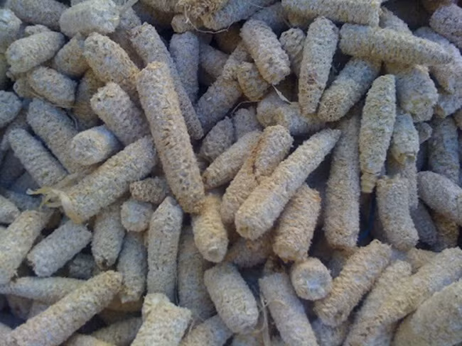 Sau khi ăn xong, hầu hết mọi người thẳng tay vứt lõi ngô như một thứ vô dụng. Trong khi đó, ở quê, lõi ngô có thể được phơi khô làm củi đun hoặc cho bò ăn. Ảnh: Vietnamnet