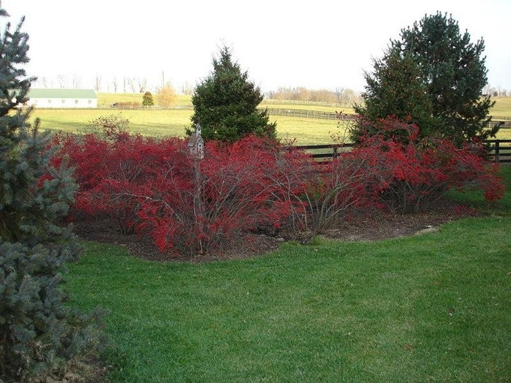 Theo người bán, giá hoa đào đông đỏ về Việt Nam đắt là do nhập khẩu trực tiếp từ nước ngoài. Ảnh: Getty