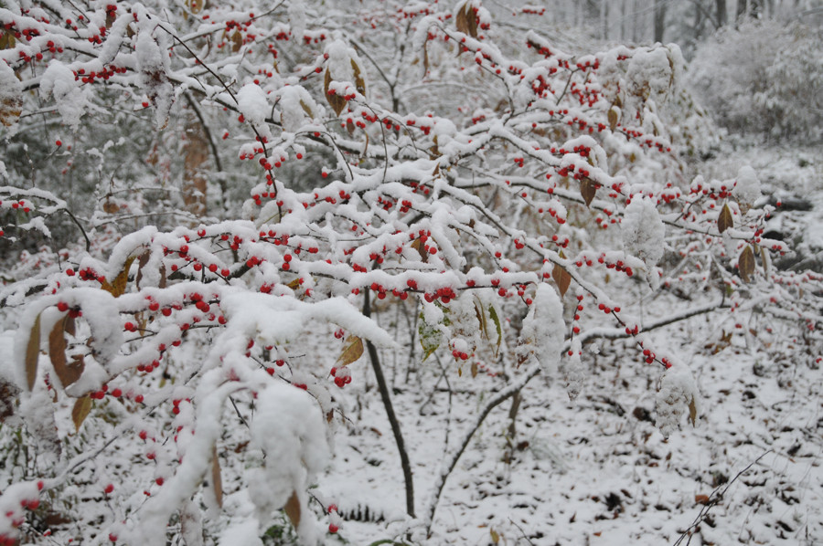 Vào mùa đông, đào đông đỏ phủ đầy tuyết trắng. Ảnh: Getty
