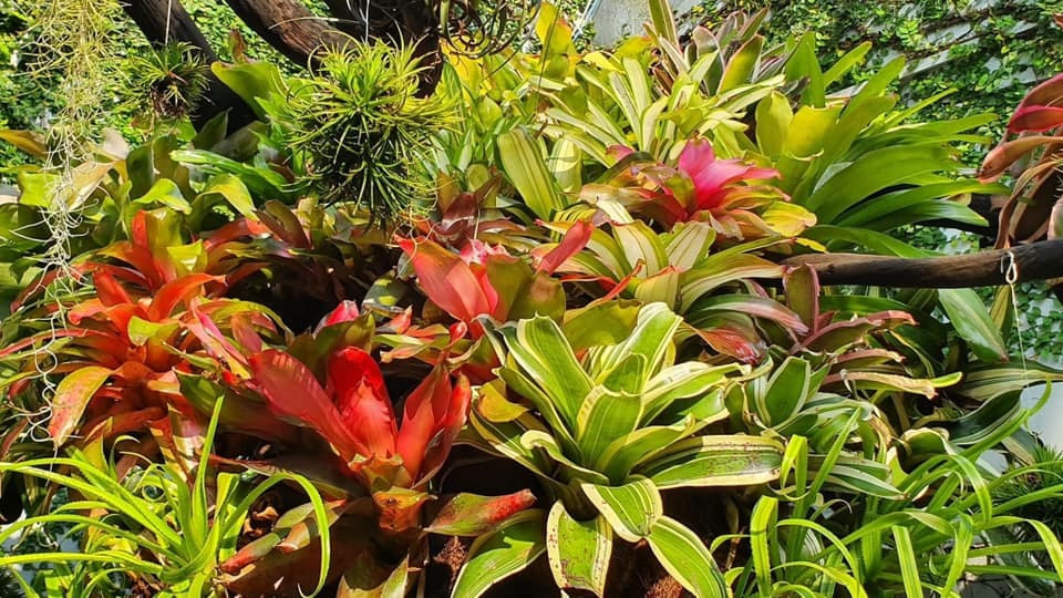 Khu vườn là thành quả suốt 5 năm vun vén, tự tay chăm chút của gia chủ.