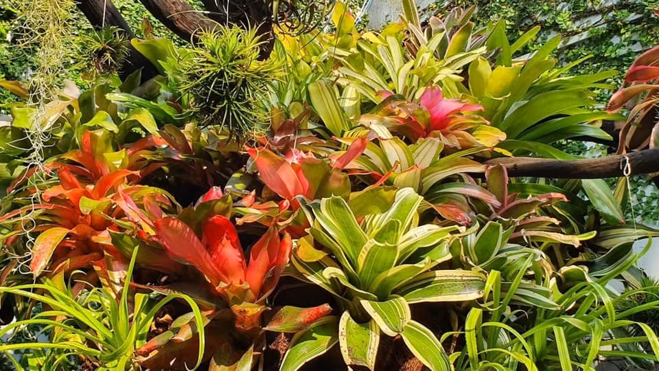 Khu vườn là thành quả suốt 5 năm vun vén, tự tay chăm chút của gia chủ.