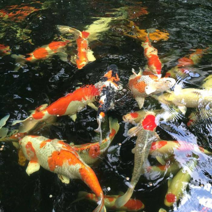 Đàn cá Koi góp phần làm cho khu vườn trở nên sinh động hơn.