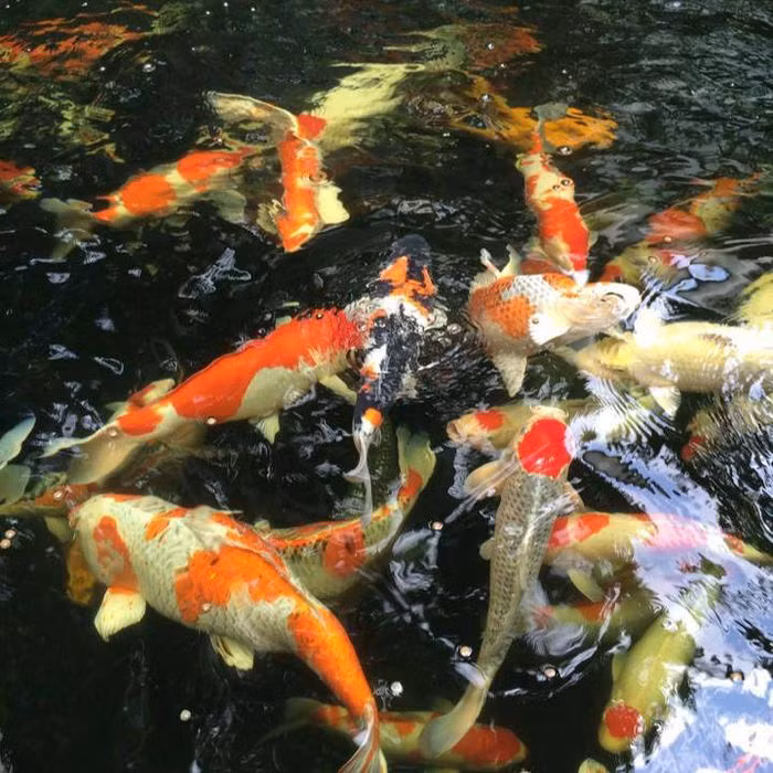 Đàn cá Koi góp phần làm cho khu vườn trở nên sinh động hơn.