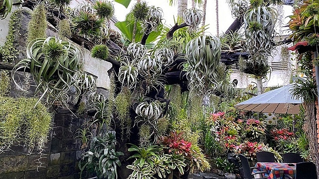 Ban đầu, vợ chồng chị trồng cây để căn nhà bớt trống trải. Nhưng càng làm chị càng yêu thích. Thế là chị tìm những giống cây mới đem về thử nghiệm.