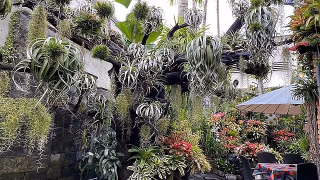 Ban đầu, vợ chồng chị trồng cây để căn nhà bớt trống trải. Nhưng càng làm chị càng yêu thích. Thế là chị tìm những giống cây mới đem về thử nghiệm.