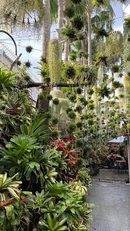 Khu vườn có nhiều giống cây lạ và quý hiếm khiến ai một lần chứng kiến cũng bị mê hoặc.