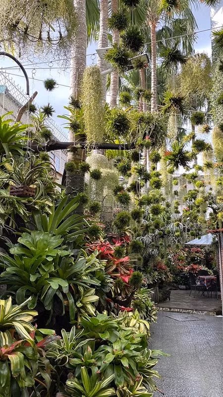 Khu vườn có nhiều giống cây lạ và quý hiếm khiến ai một lần chứng kiến cũng bị mê hoặc.