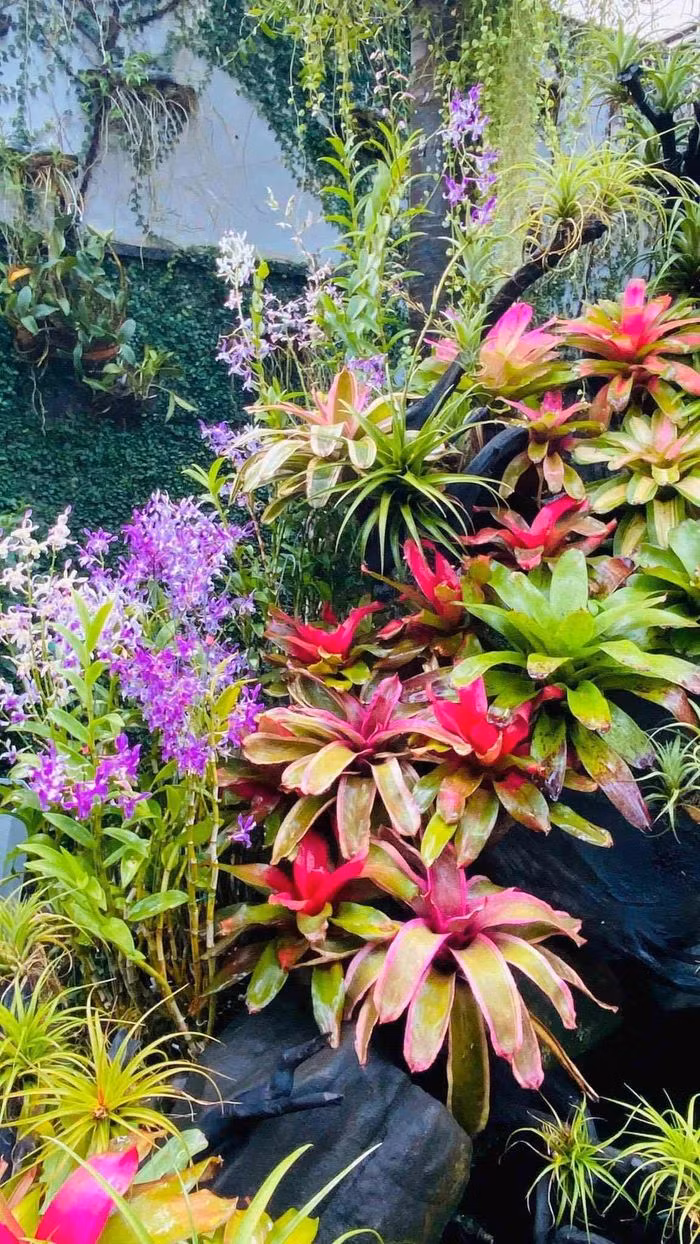 Chị Chi cho biết thích các loại cây lạ, quý hiếm nên chọn mua chủ yếu là cây không khí và cây dứa cảnh.