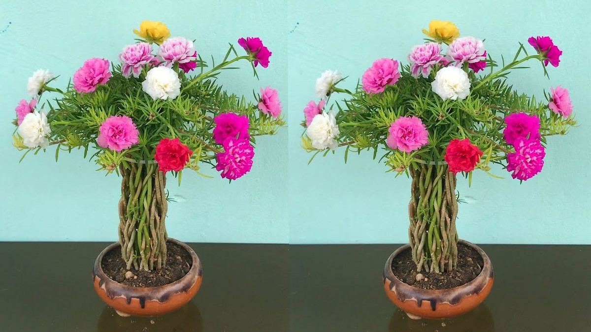 Từ loài hoa dại, đến nay mười giờ trở thành cây bonsai được đông đảo khách hàng ưa thích. Ảnh: Facebook