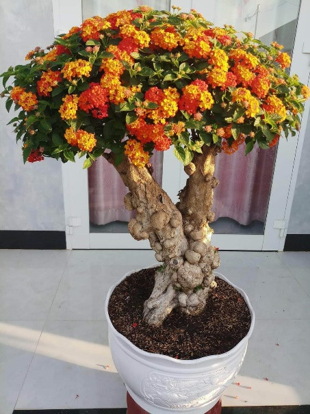 Hay như hoa ngũ sắc, vốn là loài cây dại mọc ven đường, không ai trồng nay trở thành cây bonsai hút khách trong dịp Tết. Ảnh: Nguòi lao động