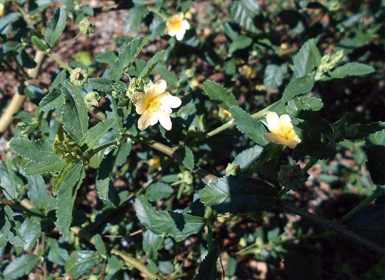 Ké vốn là loài cây mọc dại ở nhiều vùng quê Việt Nam. Ảnh: Facebook