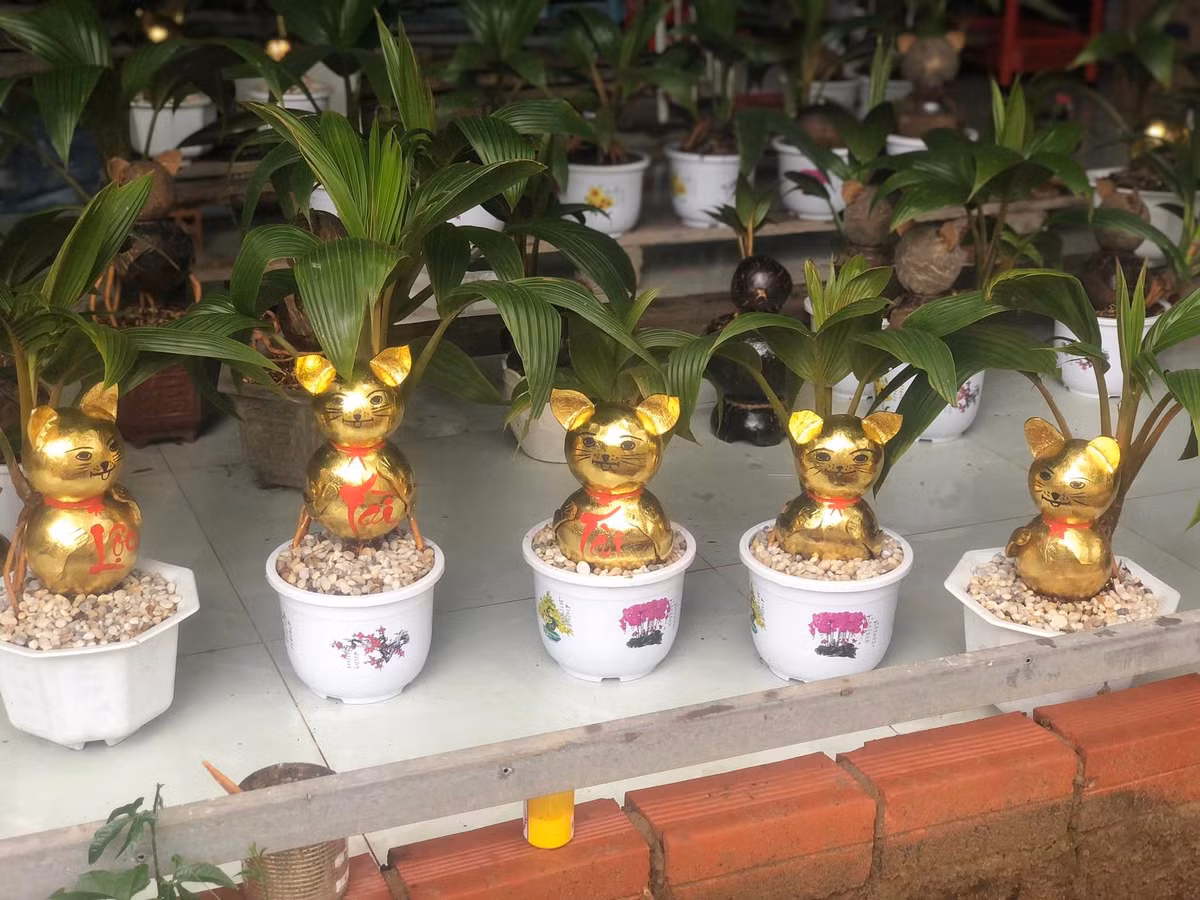 Bên cạnh đó, trên thị trường còn có dừa bonsai mèo dát vàng lấp lánh.