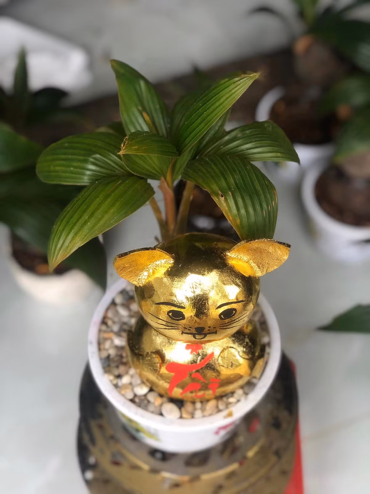 Không chỉ đặt mua chơi, nhiều khách hàng còn đặt mua bonsai dừa làm quà biếu Tết.