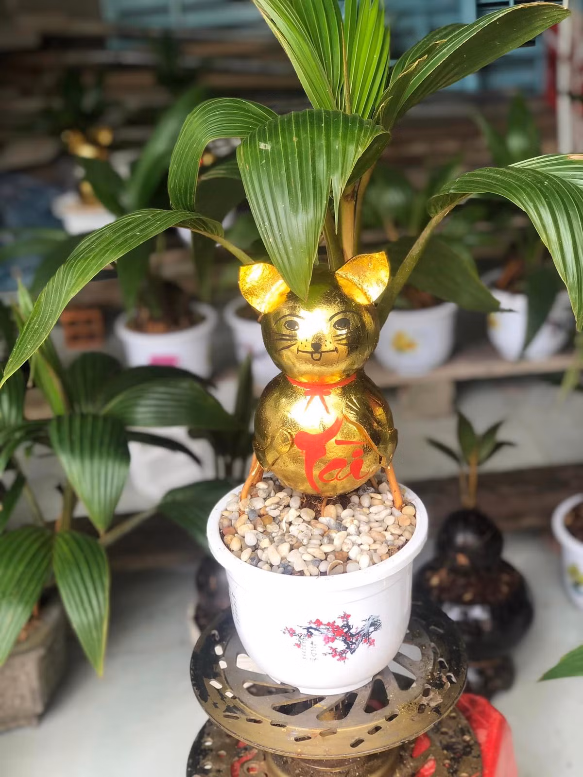 Những chậu dừa bonsai mèo nhỏ xinh có thể đặt trên bàn trong phòng khách hoặc cạnh cửa sổ.