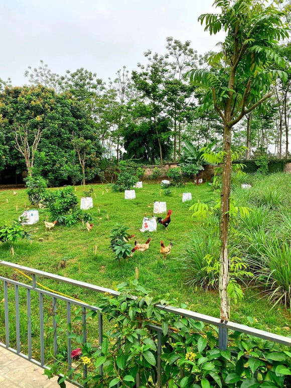Tại đây, vợ chồng Shark Hưng trồng đủ các loại rau, trái cây và nuôi cả đàn gà trong vườn. Ảnh: FB Nguyễn Thu Trang