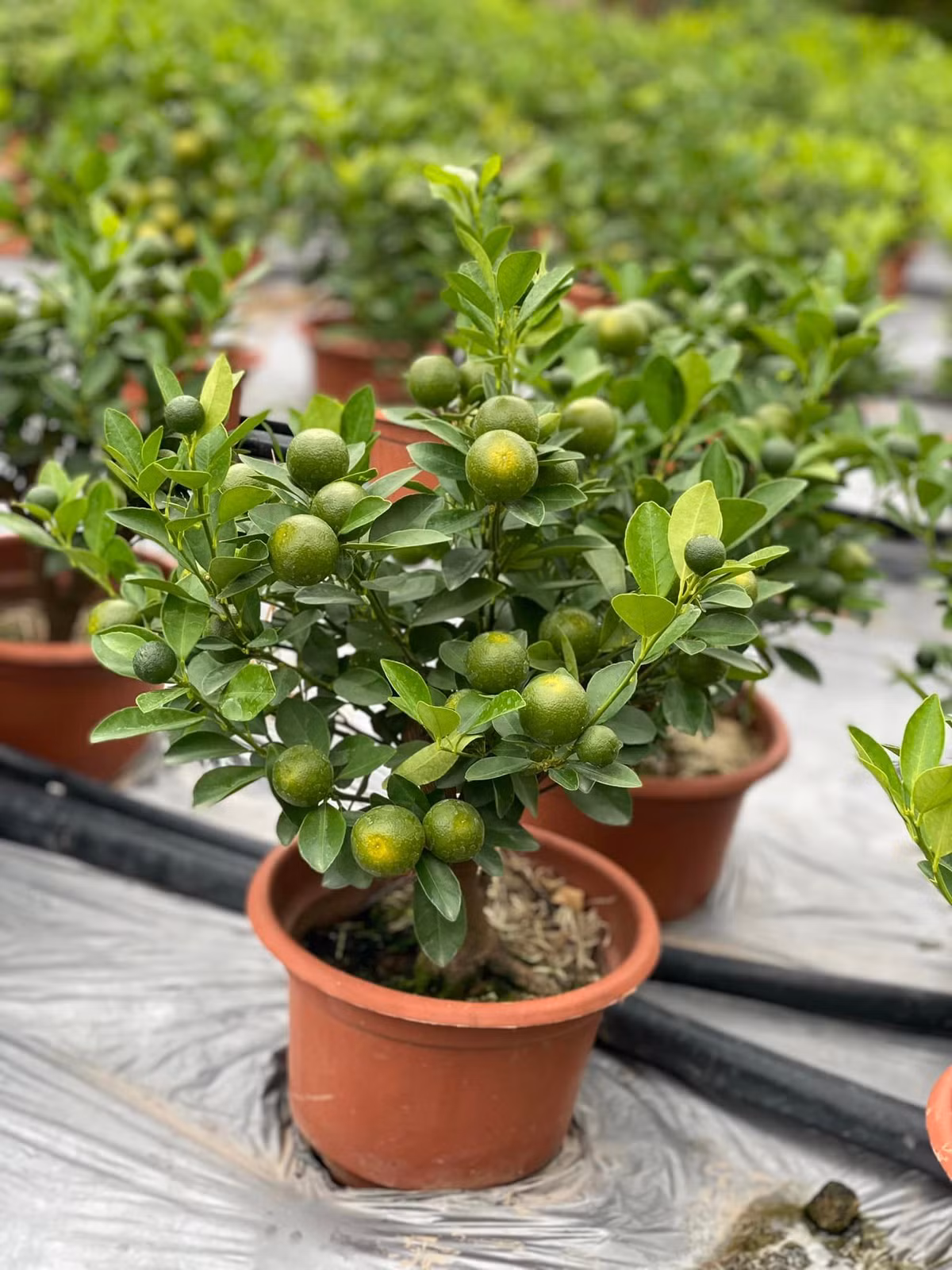 Cach trong va cham soc dao, quat sau Tet de nam sau choi tiep-Hinh-3