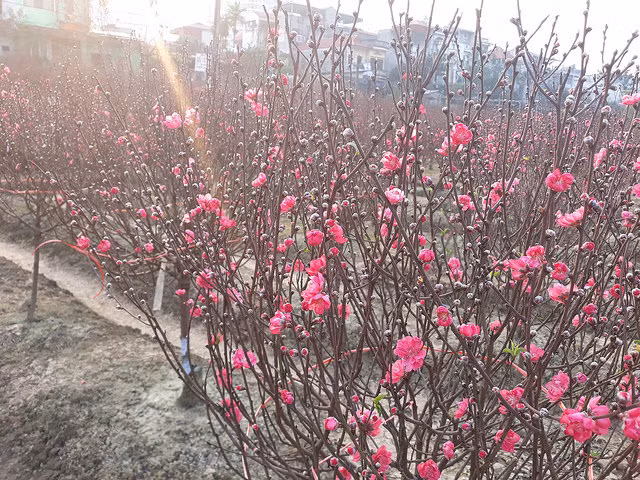 Cach trong va cham soc dao, quat sau Tet de nam sau choi tiep