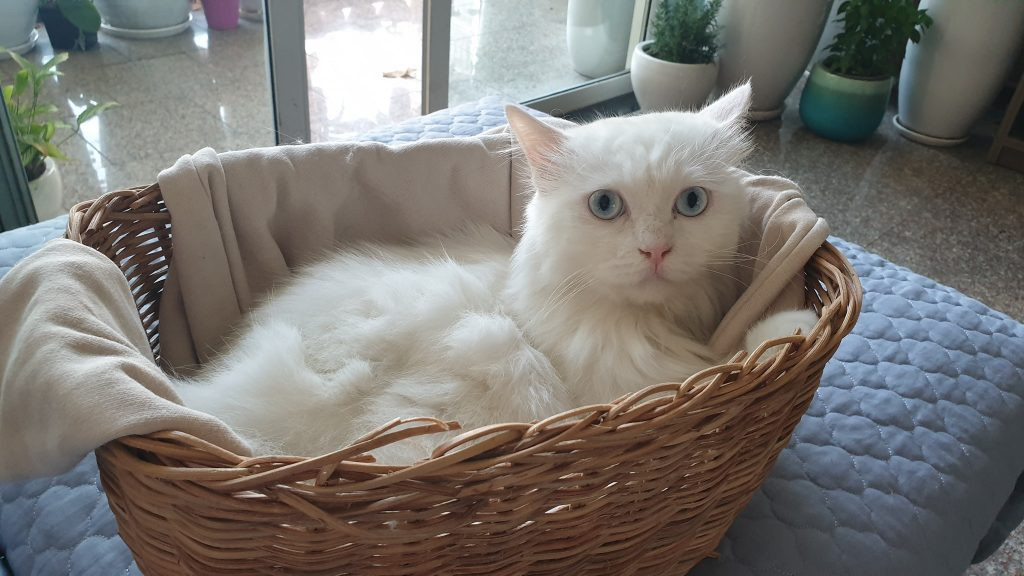 Tùy vào giá trị, cân nặng của thú cưng cũng như yêu cầu chăm sóc mà giá cả của loại hình dịch vụ này dao động từ 150.000 – 700.000 đồng/ngày. Ảnh: Rainy Cat