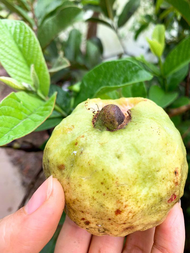 Trái ổi chín cây thơm lừng.