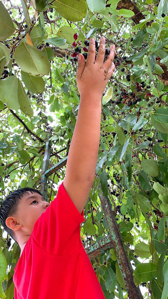 Trái Trâm sai lúc lỉu.