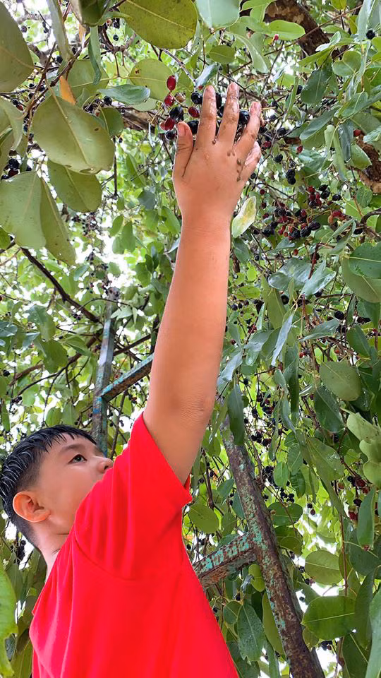Trái Trâm sai lúc lỉu.
