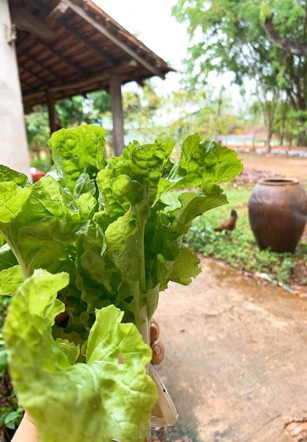 Các loại rau xanh non mơn mởn.