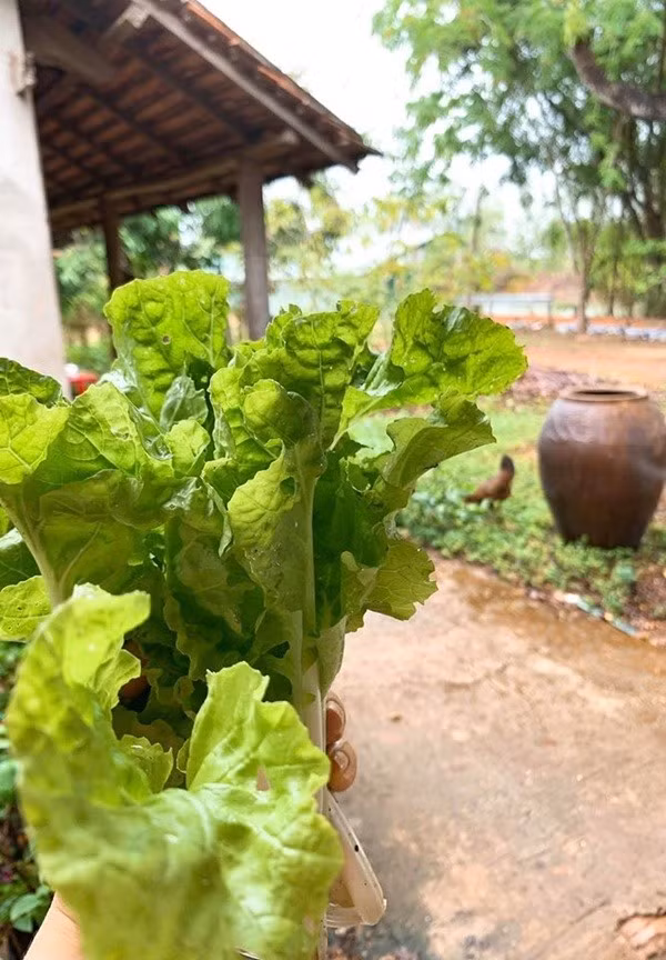 Các loại rau xanh non mơn mởn.