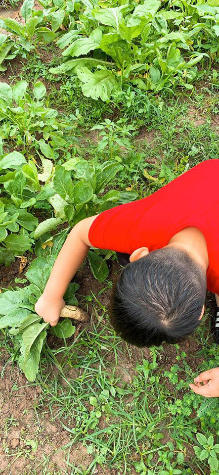 Bé Cà Pháo thích thú nhổ củ cải trong vườn.