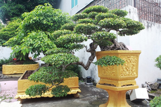 Nhìn từ xa thân, tay cành, bông tán như một dòng thác rất đẹp. Ảnh: Người đưa tin