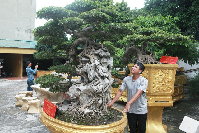 Vườn cây di sản của chị Ngô Thị Thu (Tp Việt Trì, Phú Thọ) có hơn 10 cây sanh giá trị. Trong đó, nổi bật nhất là cặp sanh cổ dáng thác đổ được định giá lên đến 10 tỷ đồng. Ảnh: Dân trí