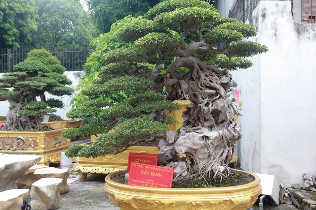 Đây là dòng sanh lá móng. Hiện tại, ở Việt Nam không có cây nào dáng “thác đổ” lá đẹp như vậy. Ảnh: Dân trí