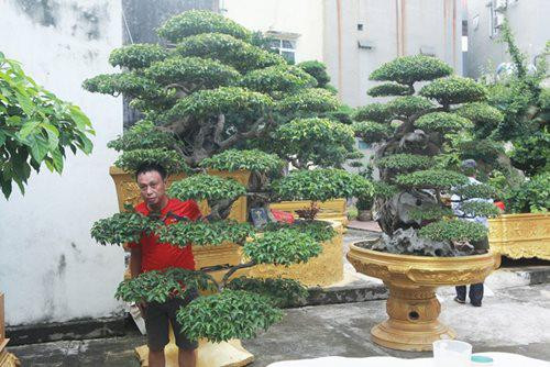 Chủ nhân của cây cho biết, mua cây sanh cổ này ở Huế cách đây hơn 10 năm. Cây được xác định có tuổi đời trên 100 năm, giá trị khoảng 5 tỷ đồng nhưng chị để chơi chứ không bao giờ bán. Ảnh: Dân Việt